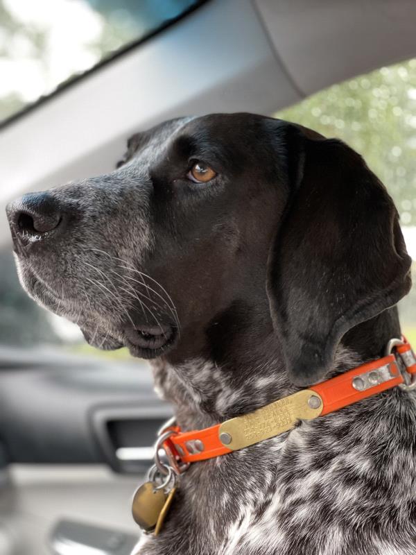 /images/uploads/southeast german shorthaired pointer rescue/segspcalendarcontest2021/entries/21813thumb.jpg